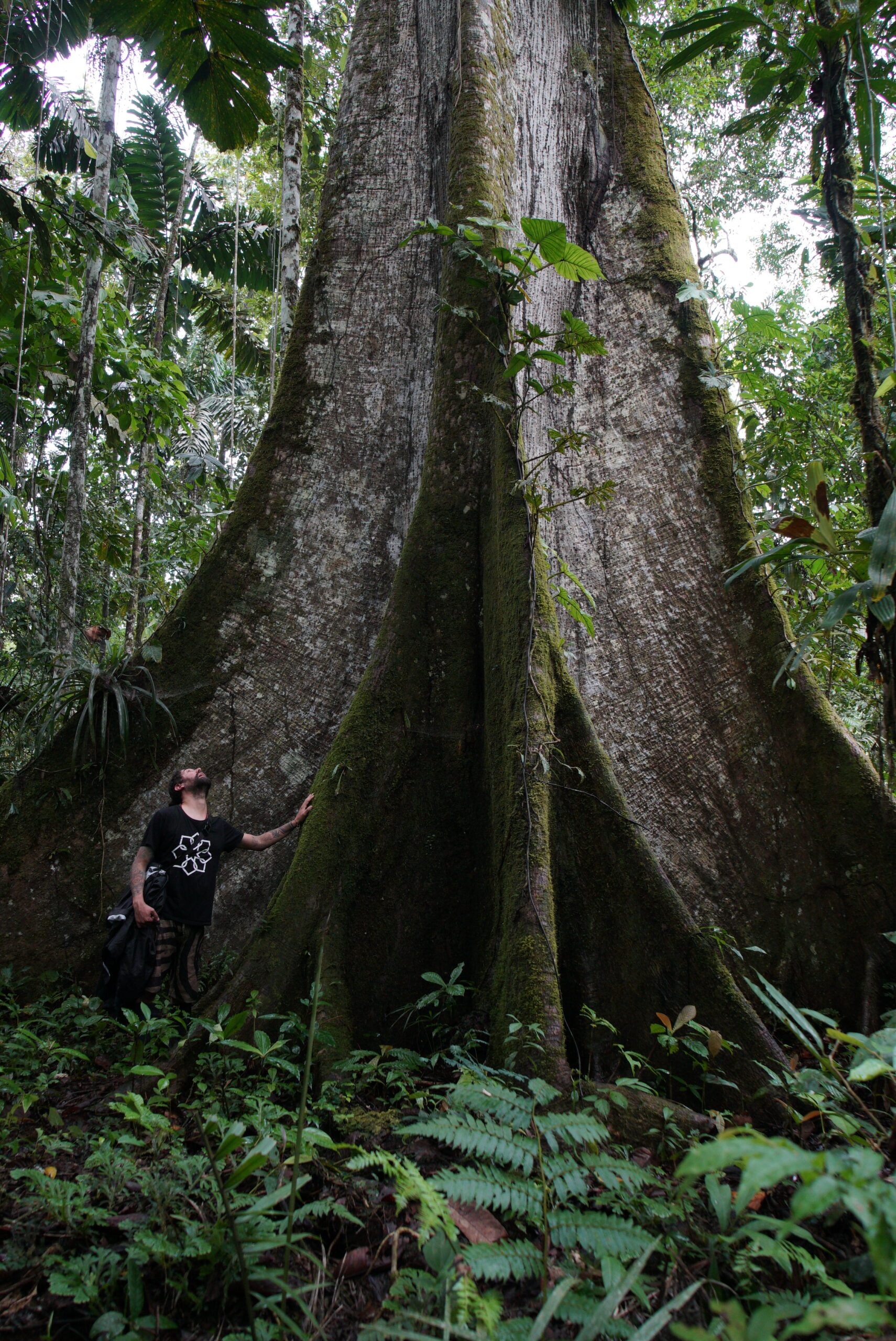 Grandes árboles de la selva amazónica